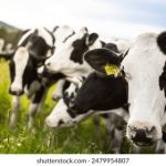 皇廷平台的安全性与用户隐私保护措施详解 moufy2t42